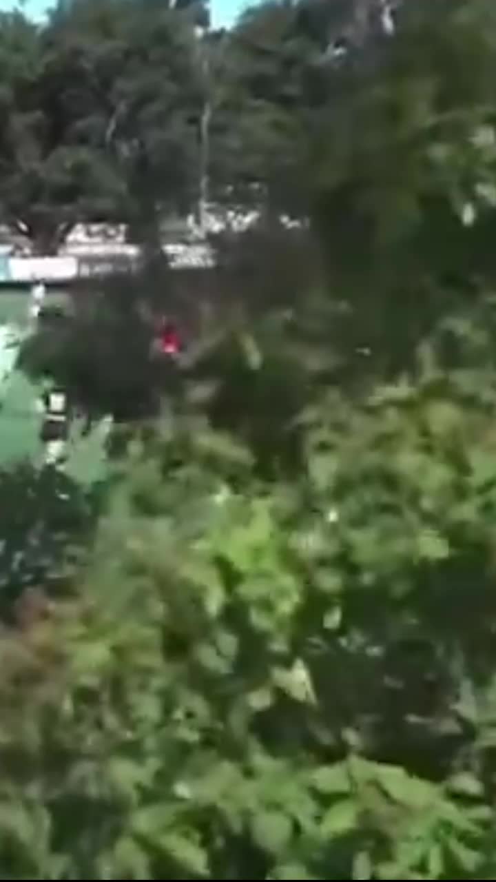 Moment bizar în Australia     VIDEO.      Au tăiat copacul  în mijlocul meciului: „Nu cumva e fundașul lui Arsenal?”