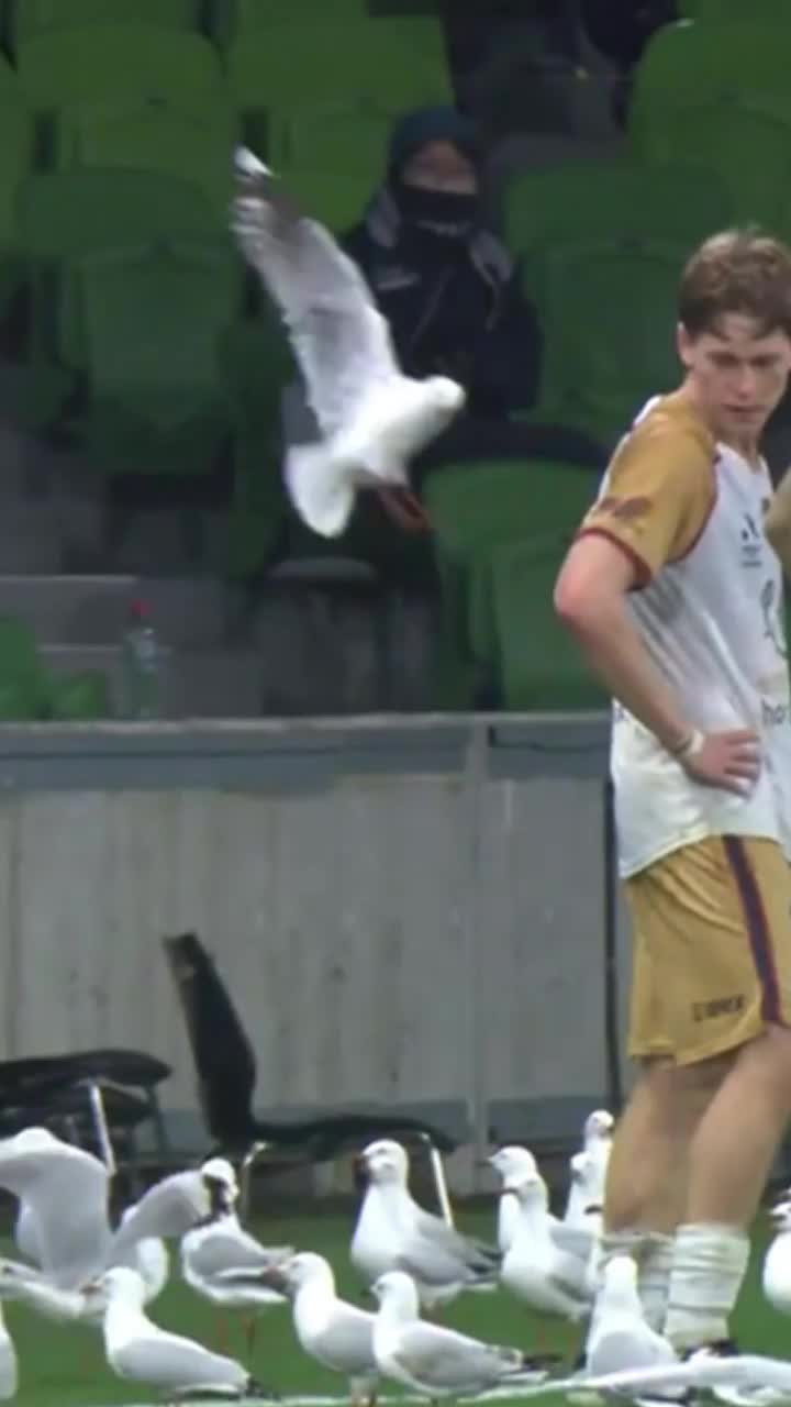 Invazia pescărușilor     VIDEO.  Meci întrerupt, după ce păsările au aterizat pe gazon: „Se pare că   Hitchcock s-a inspirat de aici”