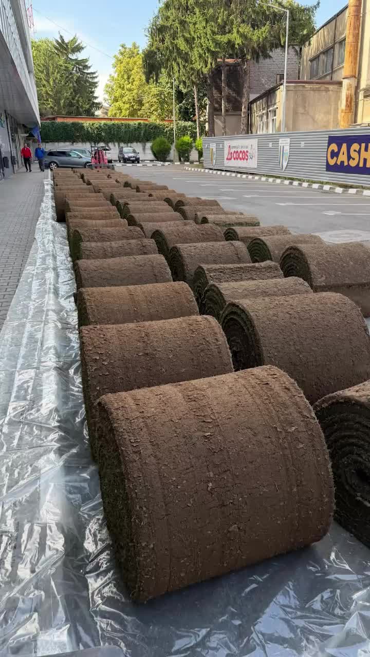 Gazon nou pe „Ilie Oană”   FOTO:  Se lucrează la noua suprafață de joc. De ce ar juca Petrolul  pe alt stadion:  „Dacă vrem să nu ne batem joc...”